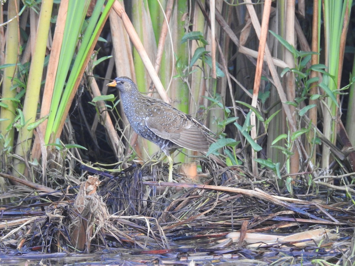 Spotted Crake - ML345074591
