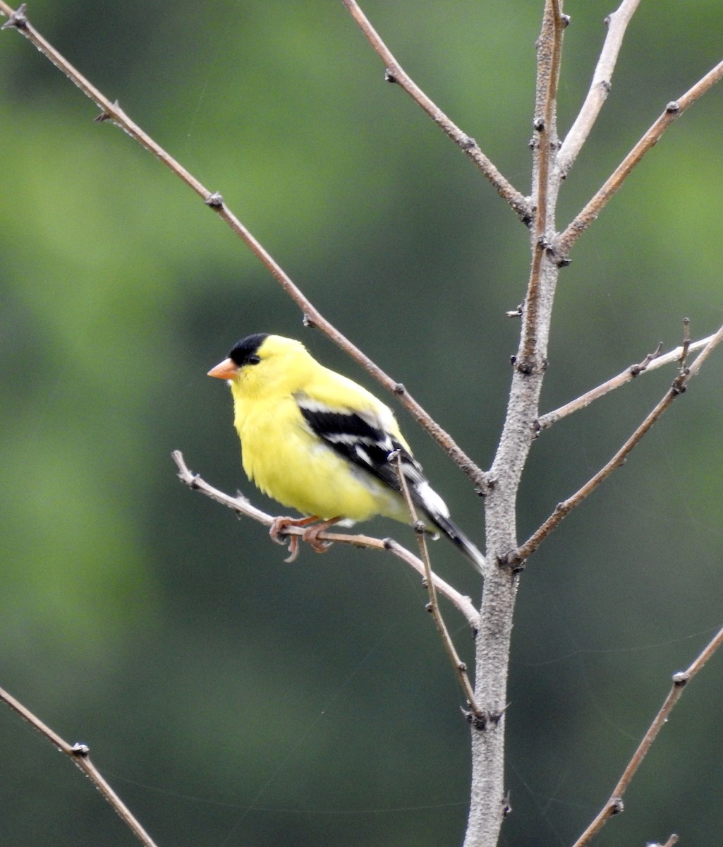 American Goldfinch - ML345074921
