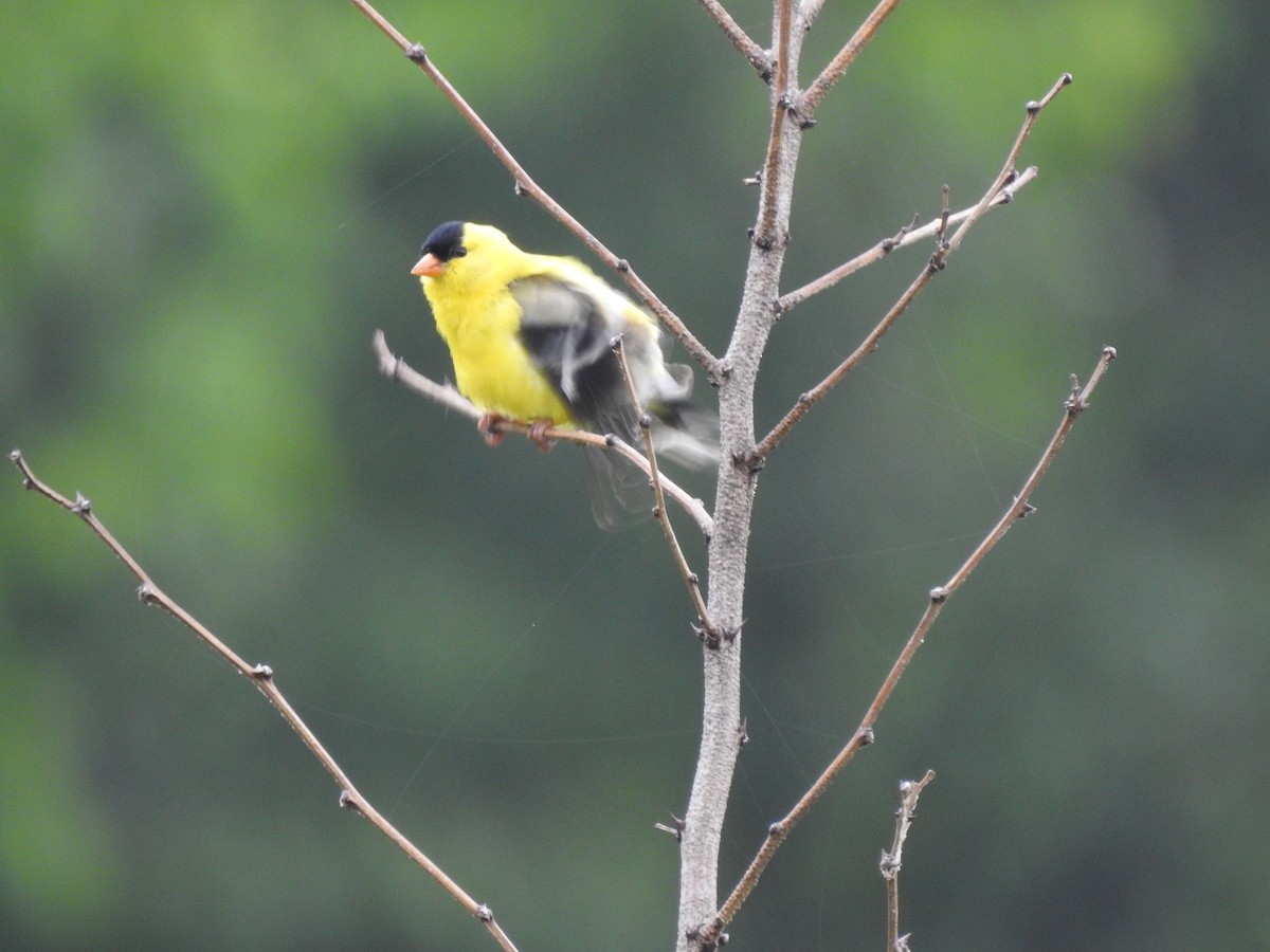American Goldfinch - ML345074931