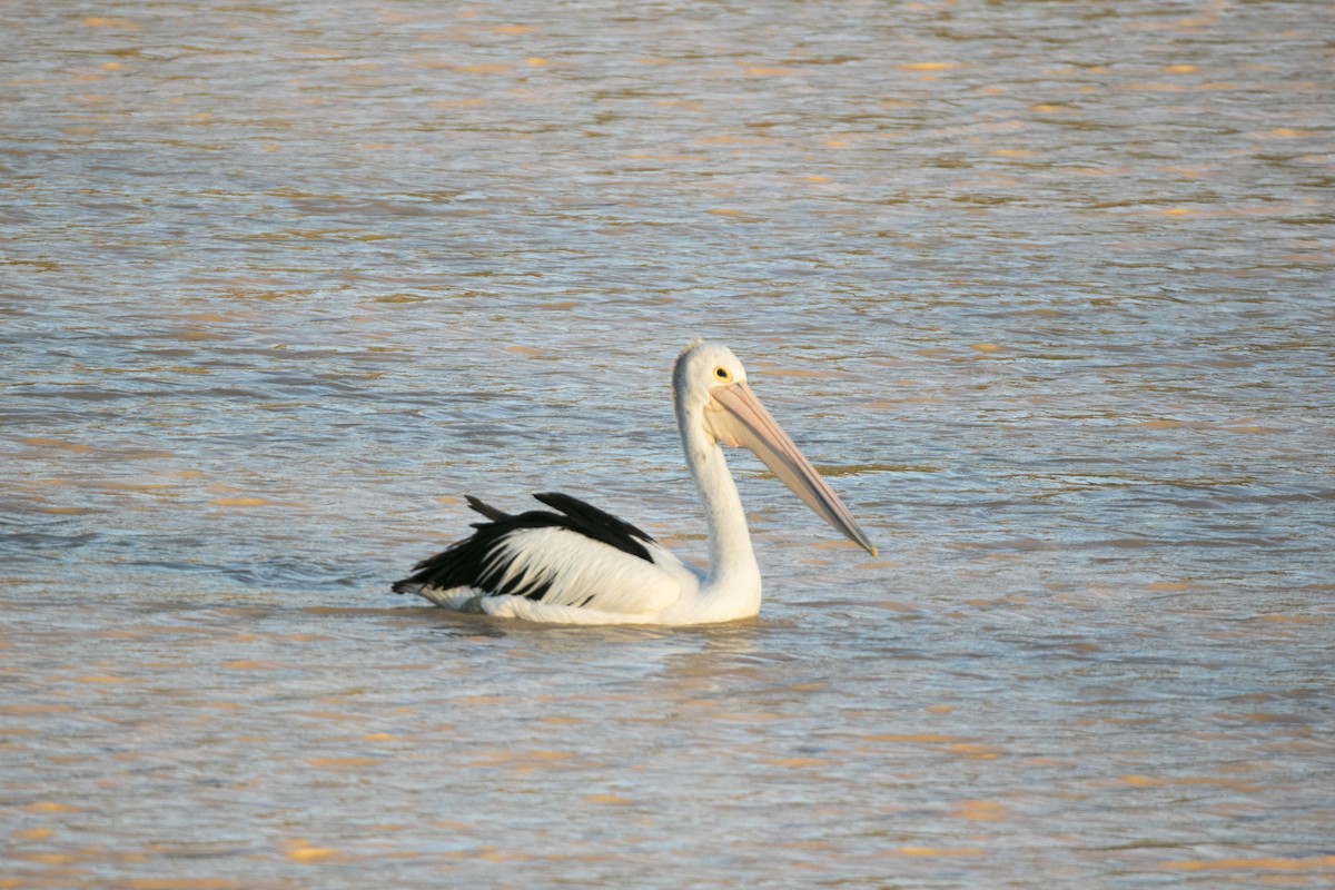 pelikán australský - ML345075111