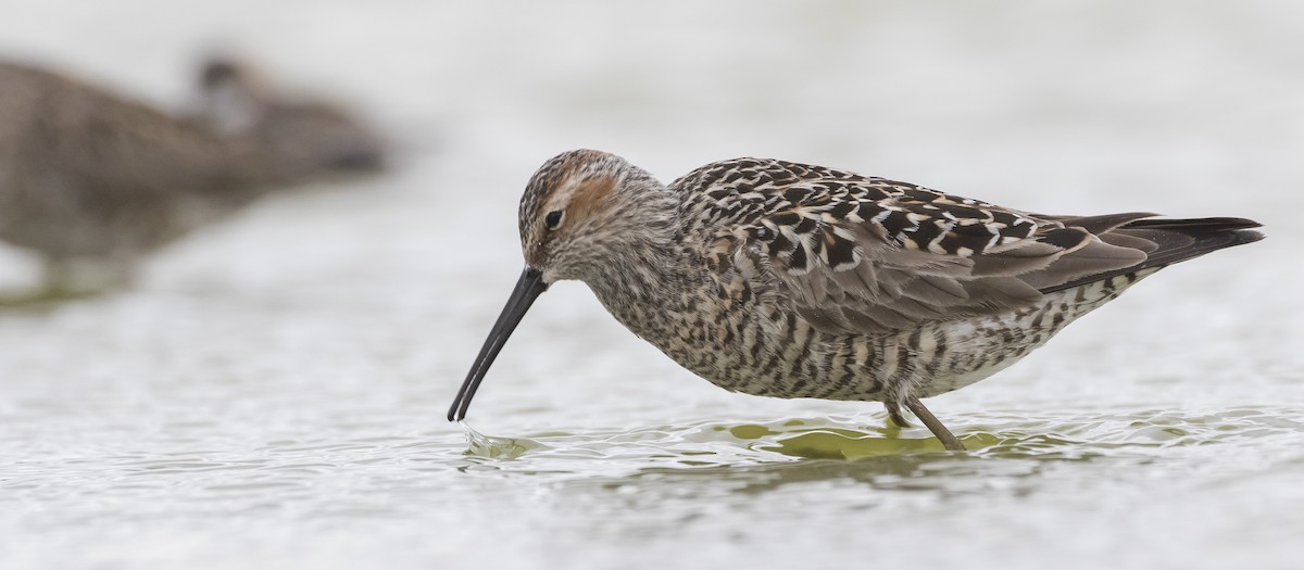 Stilt Sandpiper - ML345075631