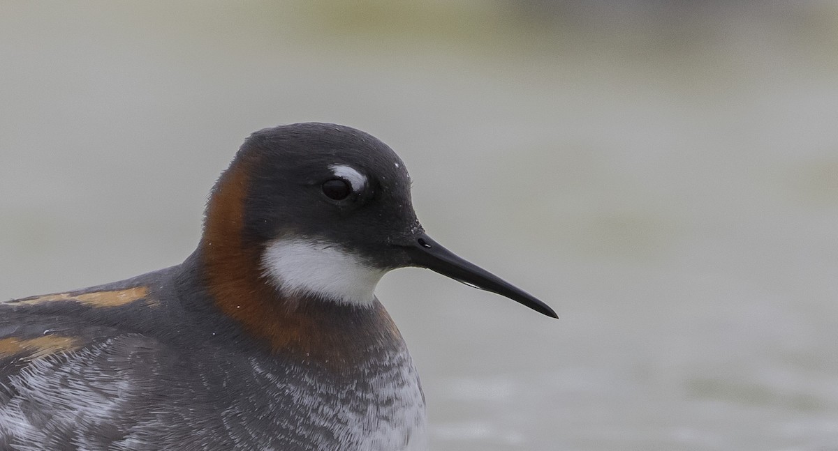 Red-necked Phalarope - Caleb Putnam