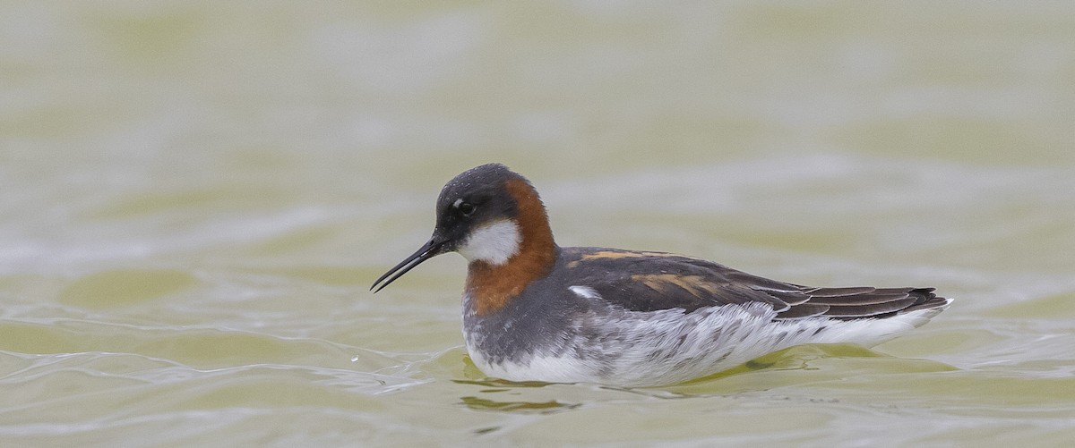 Phalarope à bec étroit - ML345075701