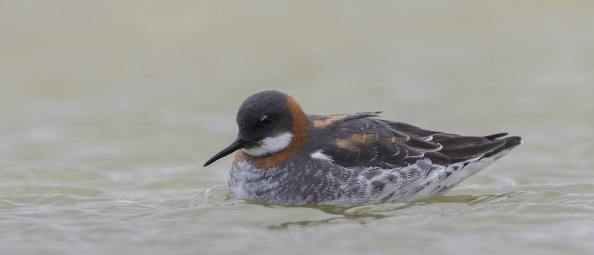 Phalarope à bec étroit - ML345075731