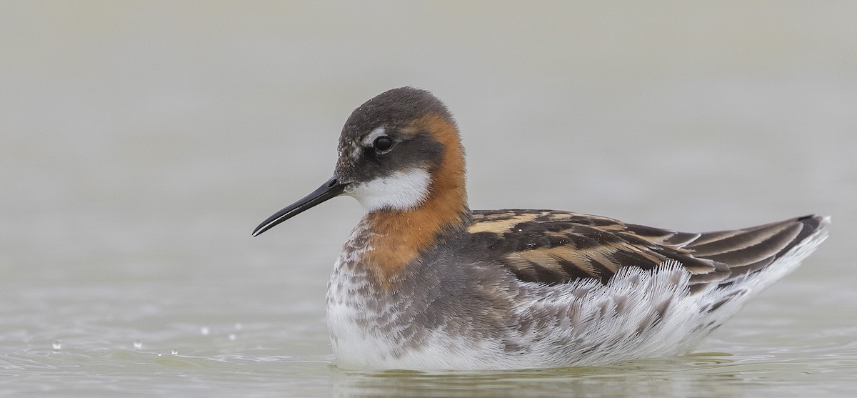 Phalarope à bec étroit - ML345075761