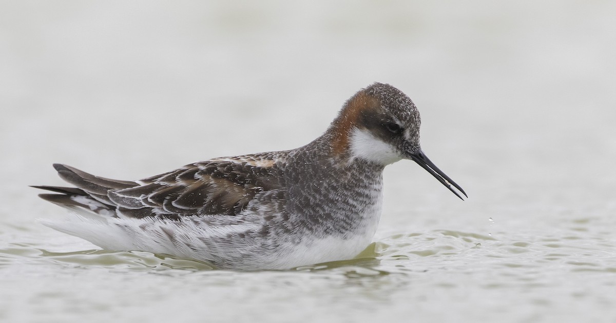 Red-necked Phalarope - ML345075771