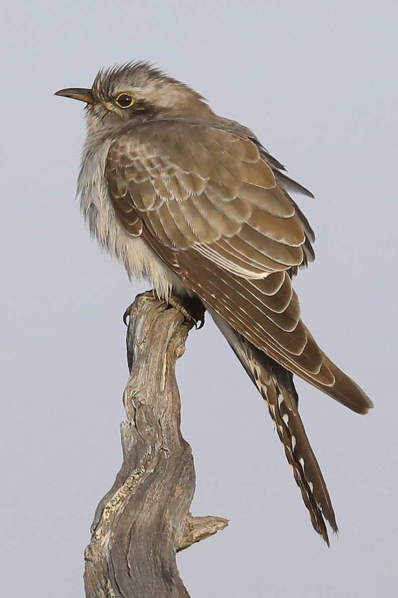 Pallid Cuckoo - ML345075841