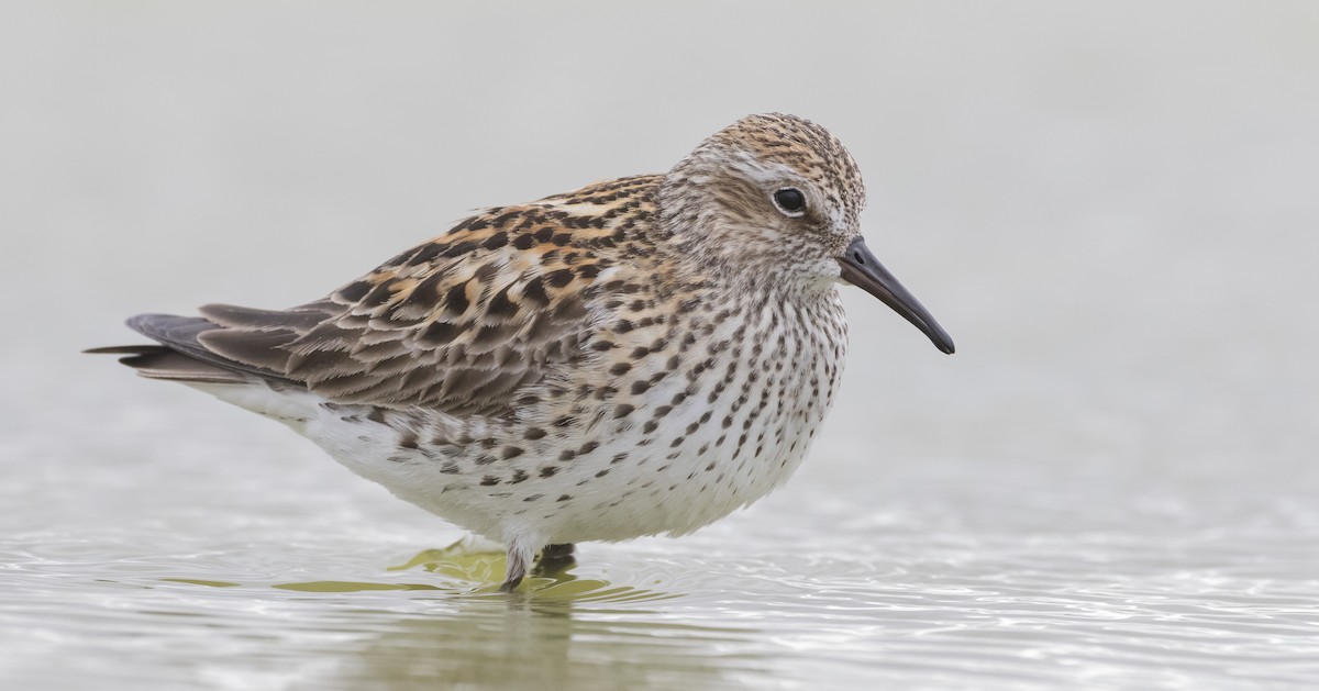 White-rumped Sandpiper - ML345075881