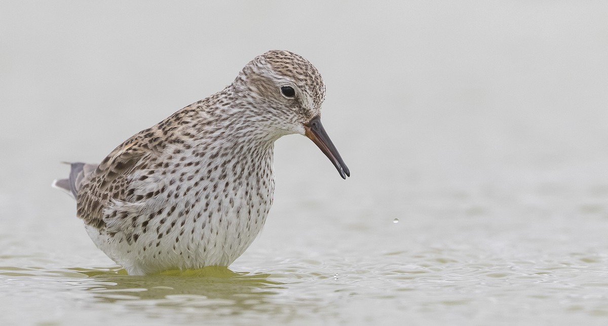 White-rumped Sandpiper - ML345075911