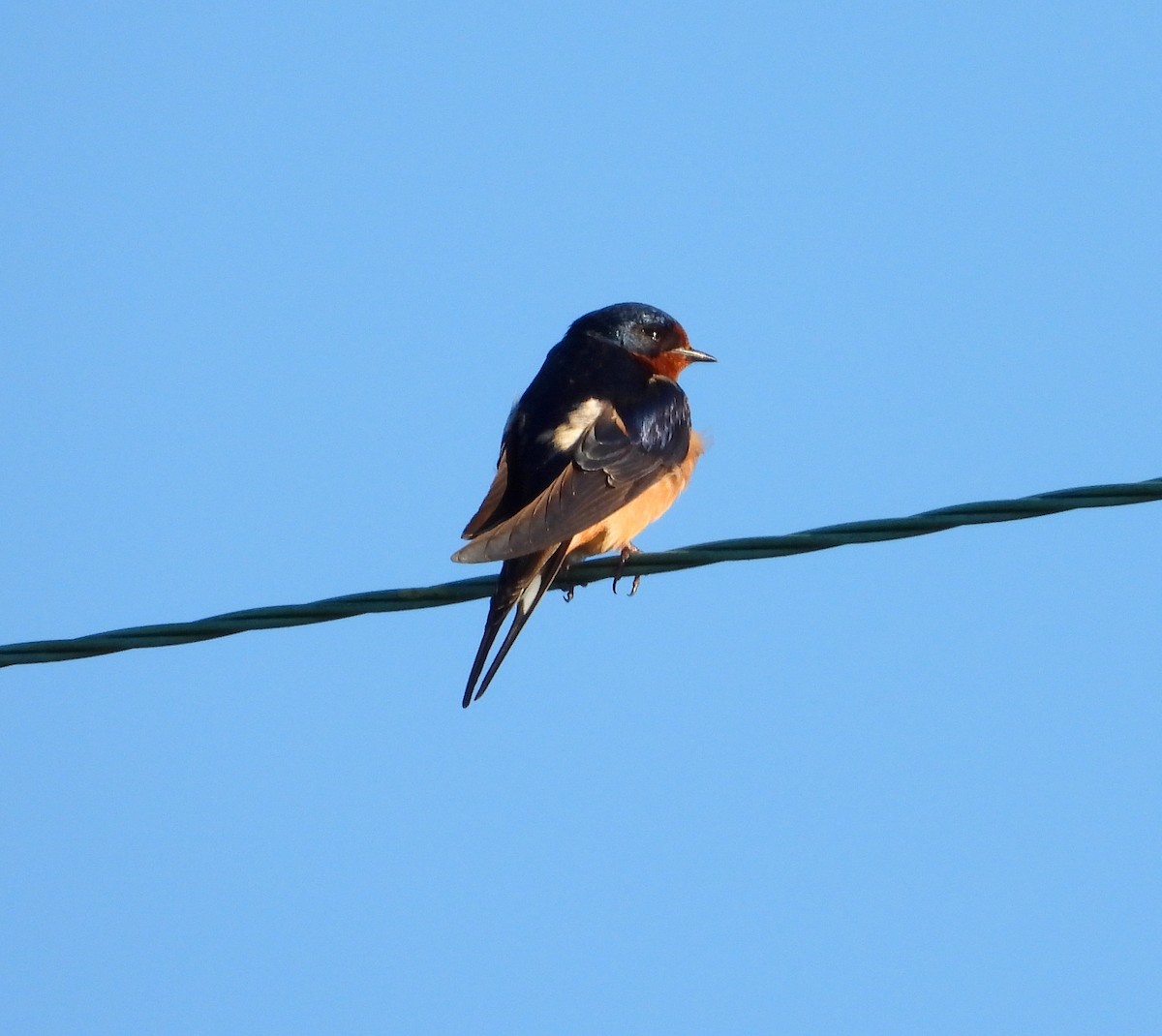 Barn Swallow - ML345075961