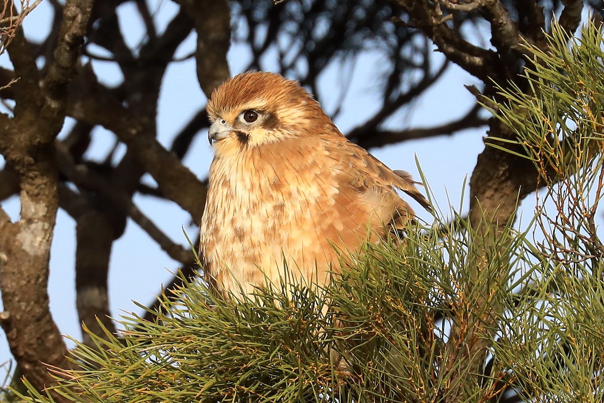 Brown Falcon - ML345075991