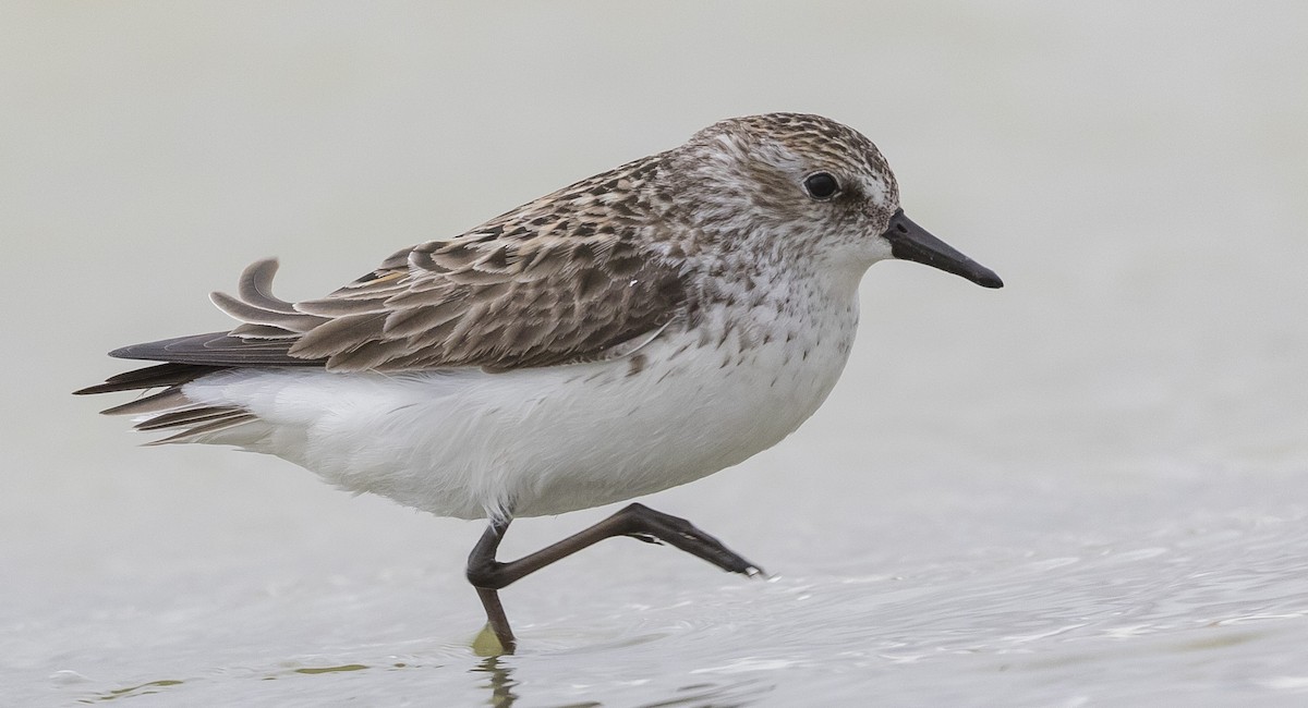 Semipalmated Sandpiper - ML345076021