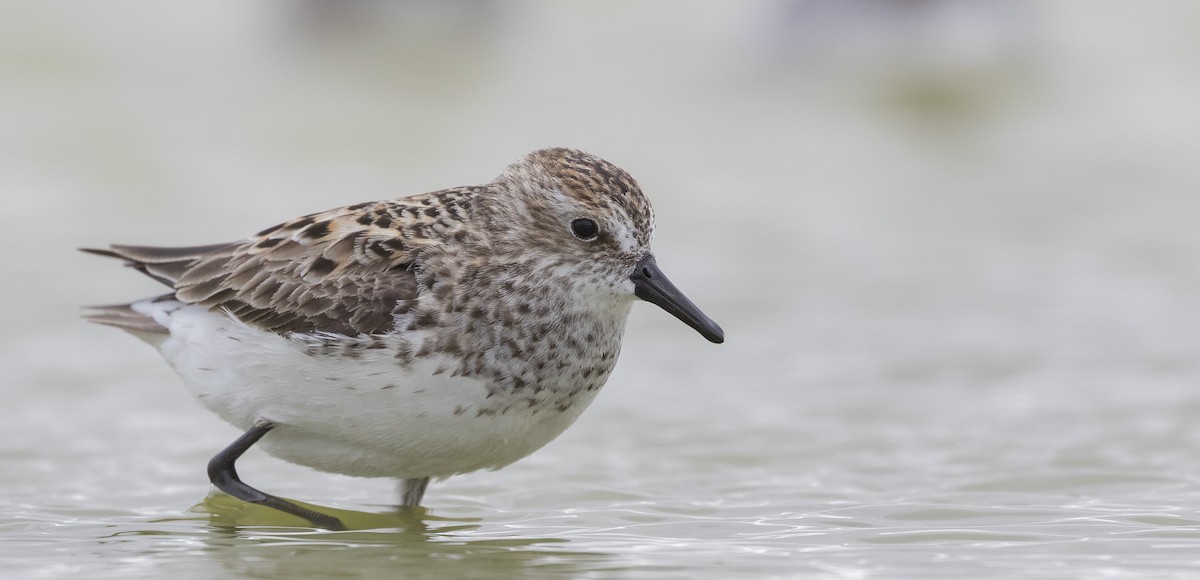 Semipalmated Sandpiper - Caleb Putnam