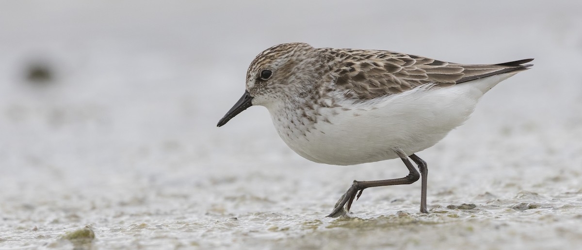 Semipalmated Sandpiper - Caleb Putnam