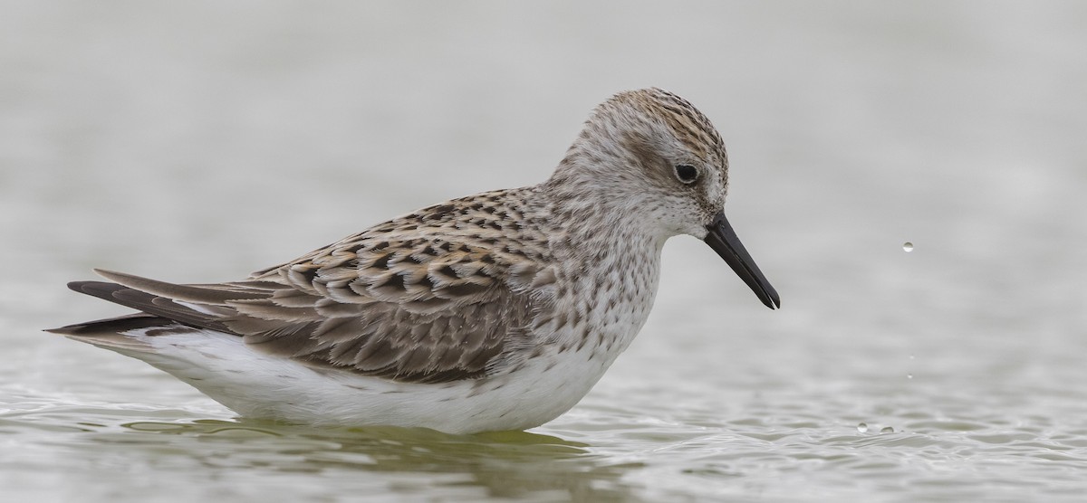 Semipalmated Sandpiper - ML345076101