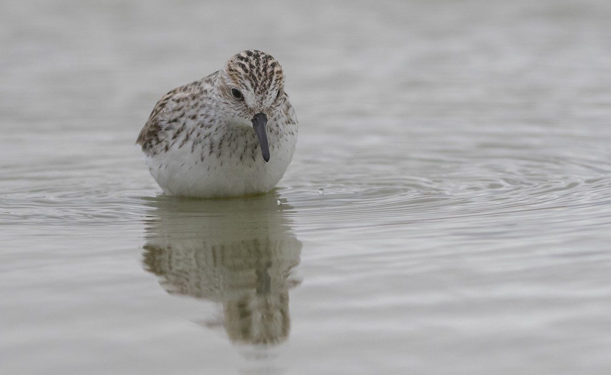 Semipalmated Sandpiper - Caleb Putnam