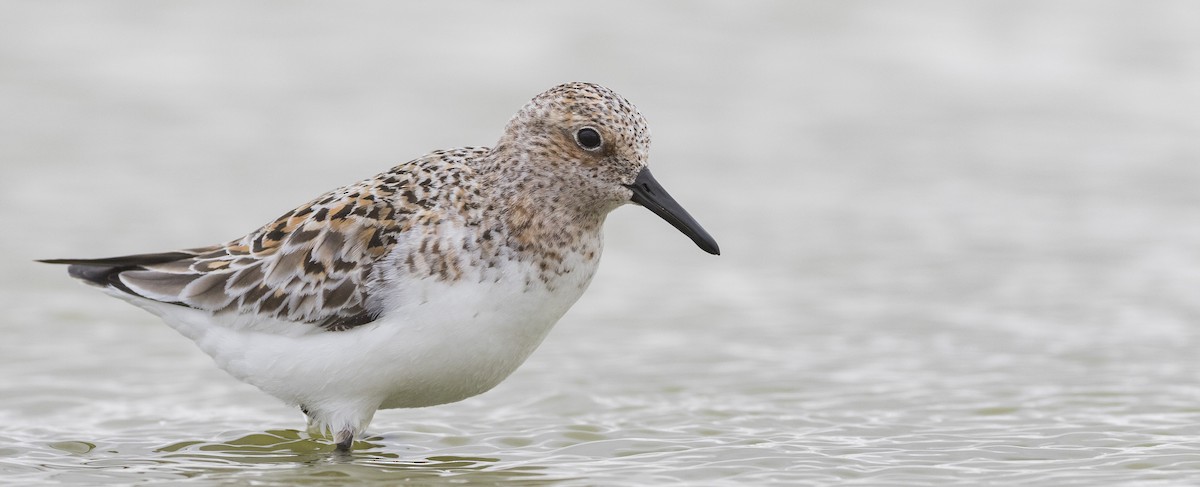 Bécasseau sanderling - ML345076201