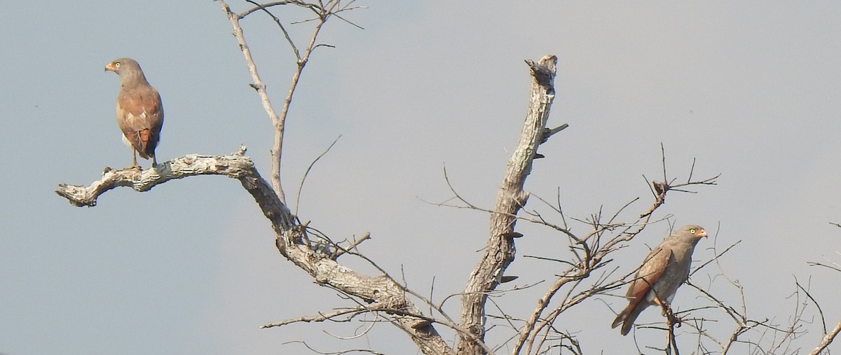 Rufous-winged Buzzard - ML345077391