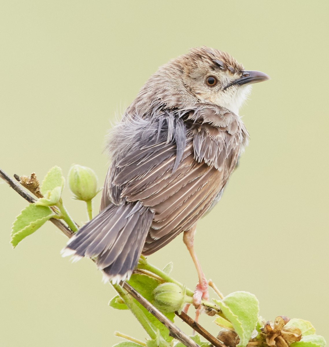 Desert Cisticola - ML34507781