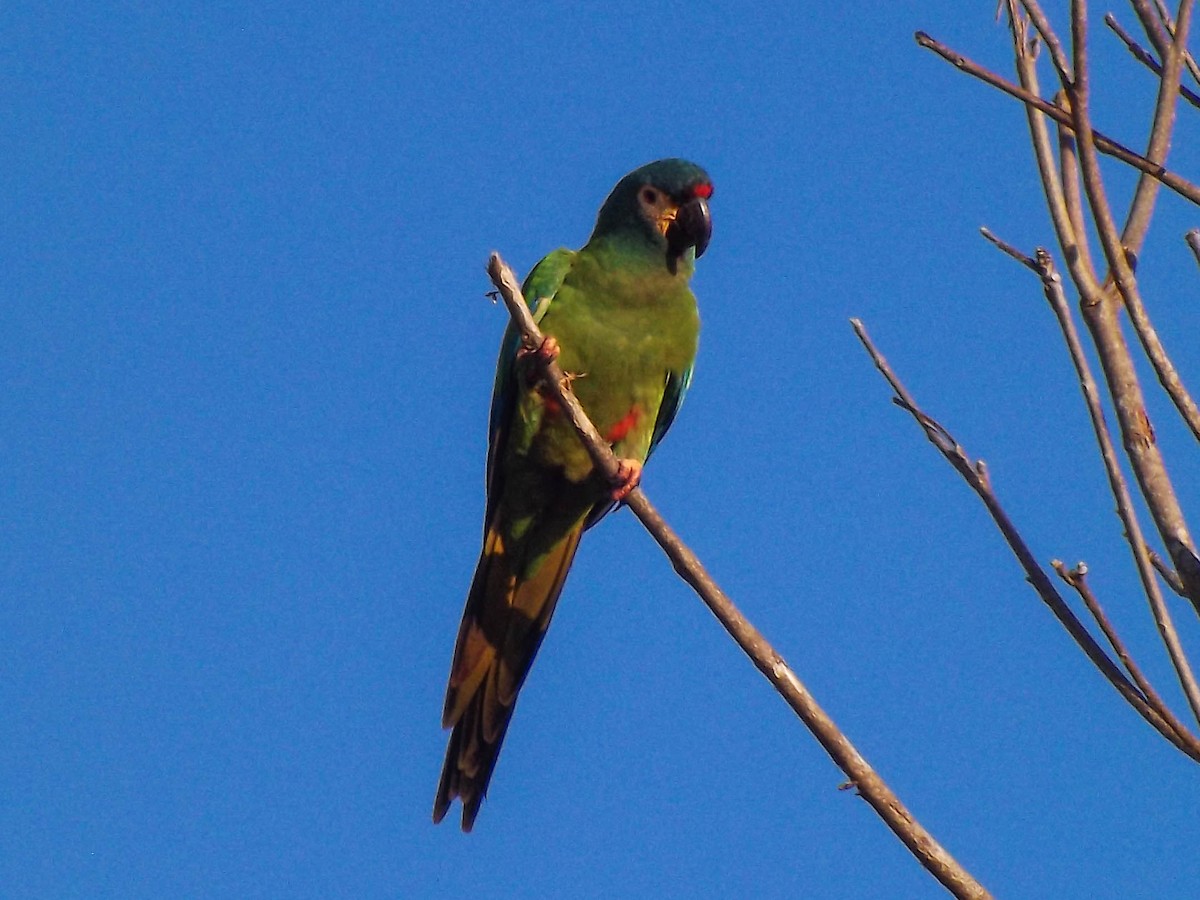 Blue-winged Macaw - ML345079021