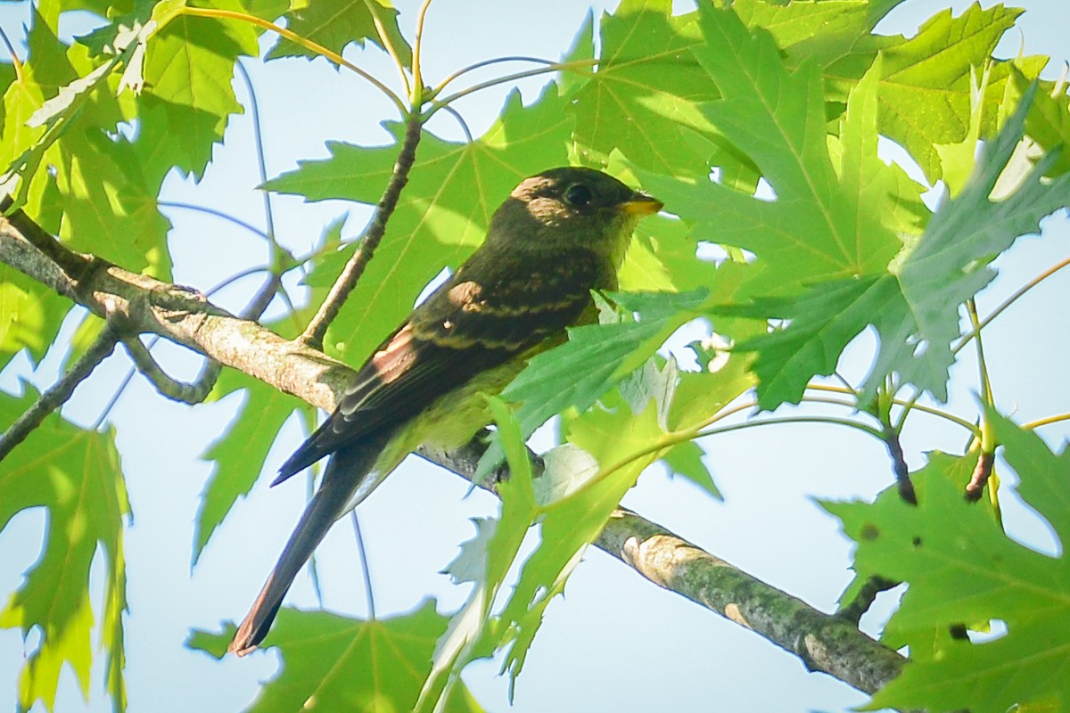 Eastern Wood-Pewee - ML34508021