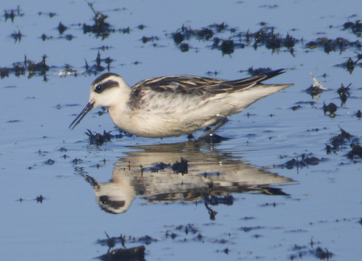 Phalarope à bec étroit - ML34508031