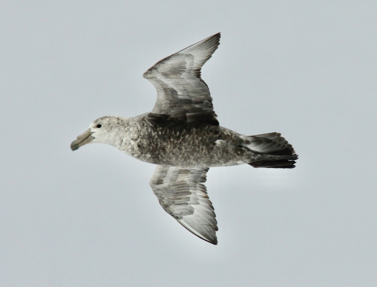 Southern Giant-Petrel - Connie Lintz