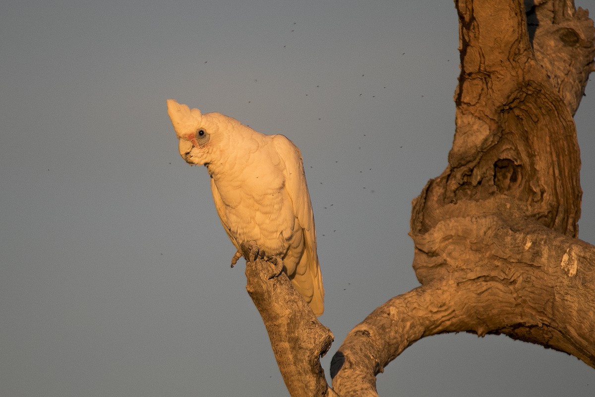 Cacatúa Sanguínea - ML345081501