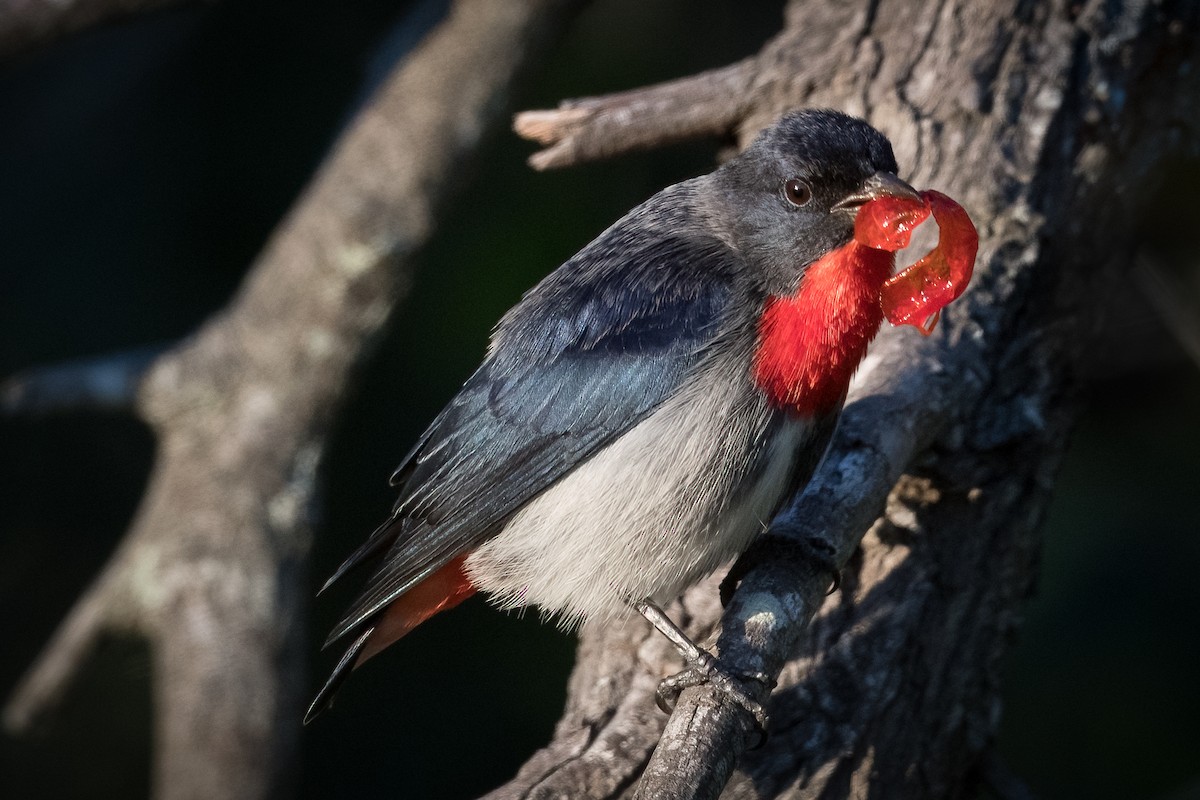 Mistletoebird - ML345081891