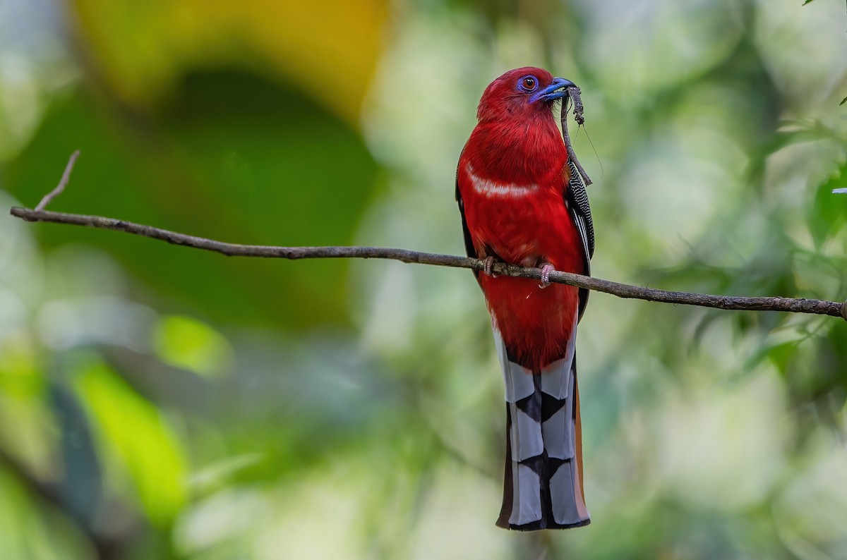 Red-headed Trogon - ML345085071