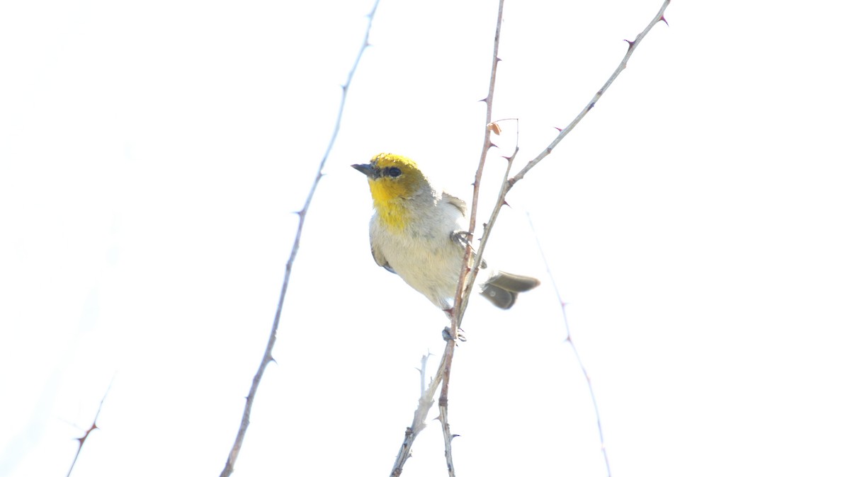 Verdin - ML345085391