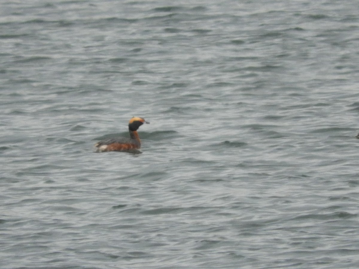 Horned Grebe - ML345085501