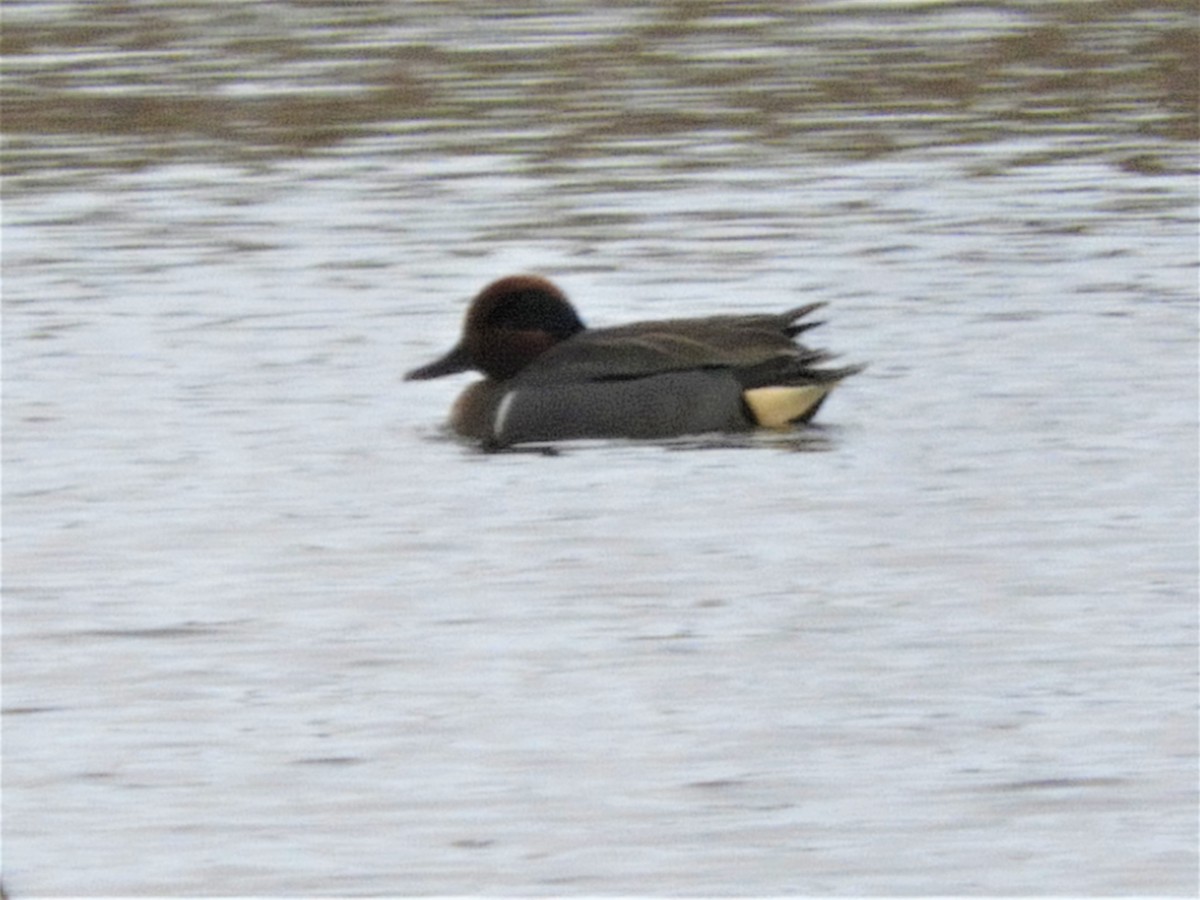 Green-winged Teal - ML345085841