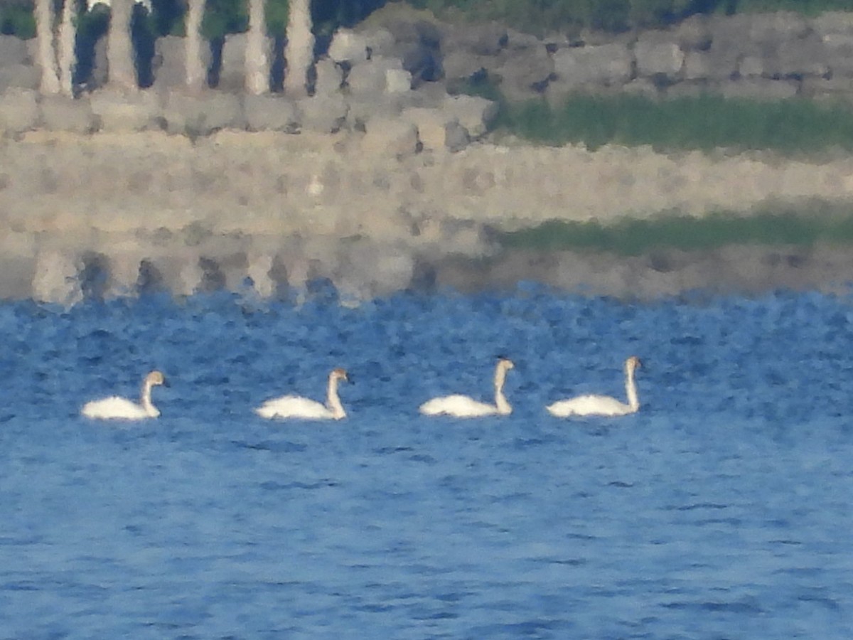 Trumpeter Swan - Pauline DesRosiers 🦉