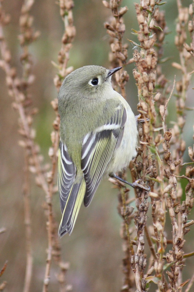 Ruby-crowned Kinglet - ML34508831