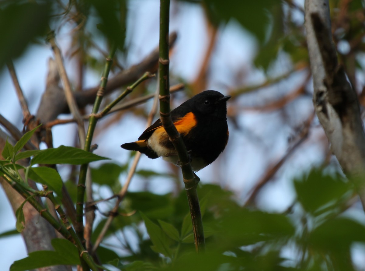 American Redstart - ML345088351