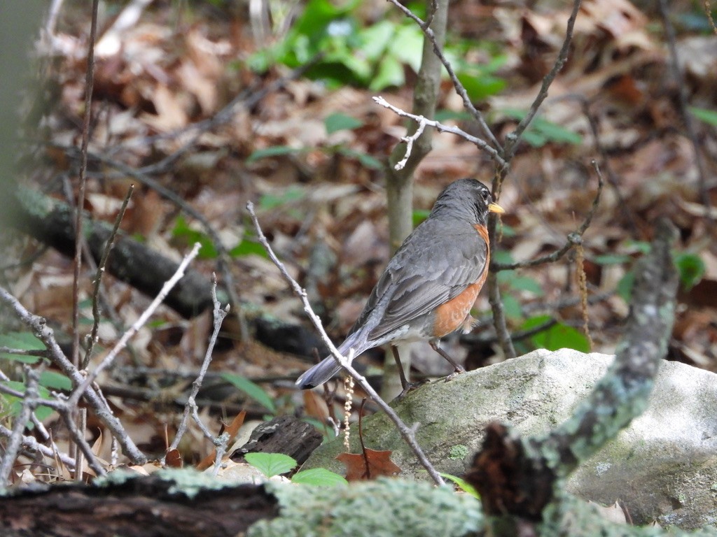 Zozo papargorria - ML345088411