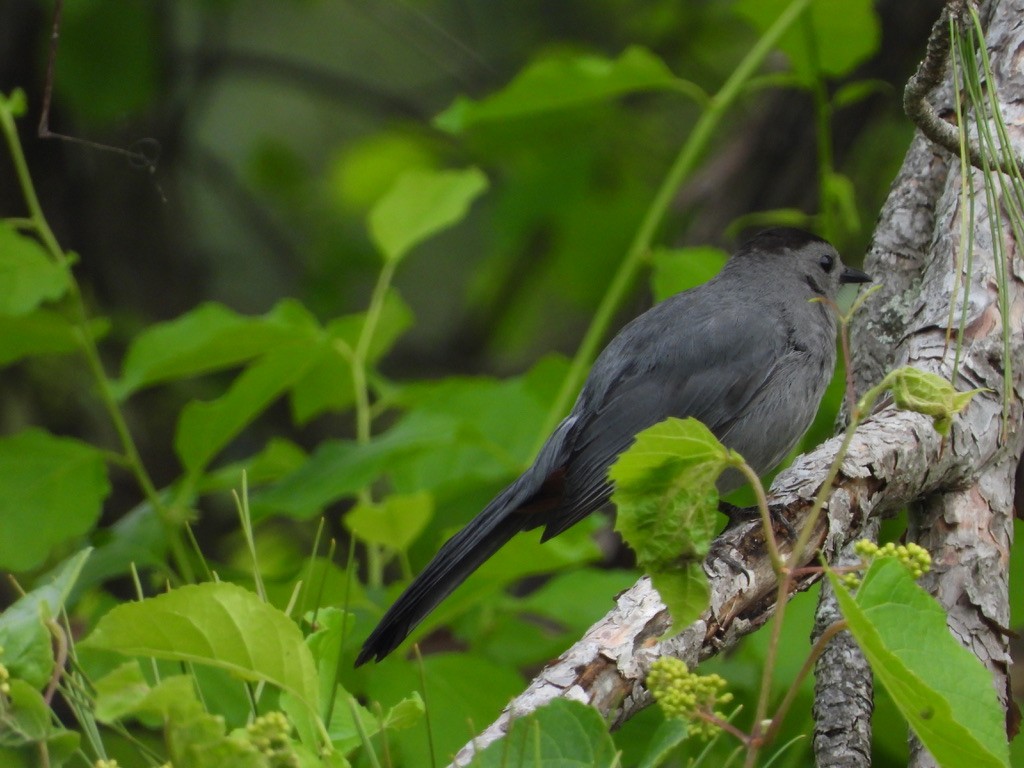 Gray Catbird - ML345088441