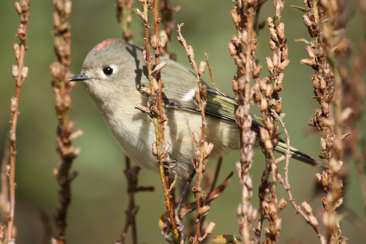 Ruby-crowned Kinglet - ML34508861