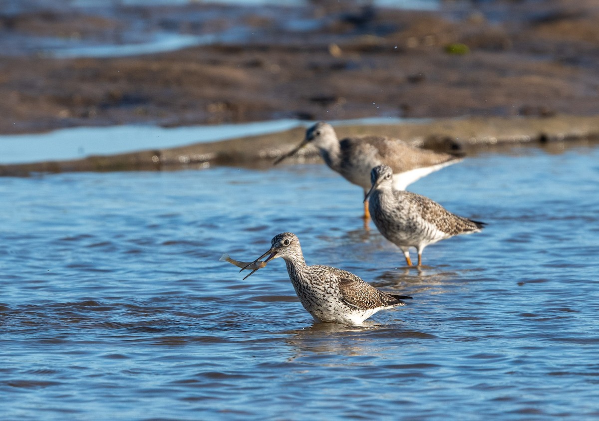 Greater Yellowlegs - ML345089231