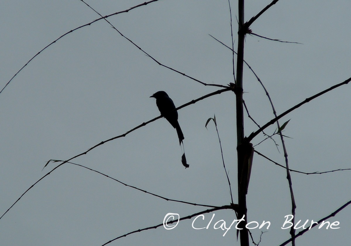 Greater Racket-tailed Drongo - ML345089561