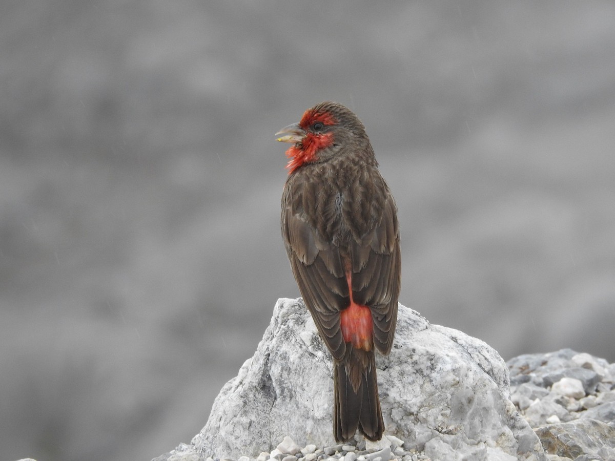 Red-fronted Rosefinch - ML345089791