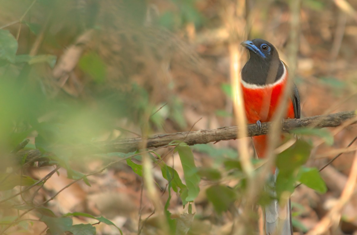 Malabar Trogon - ML345089911