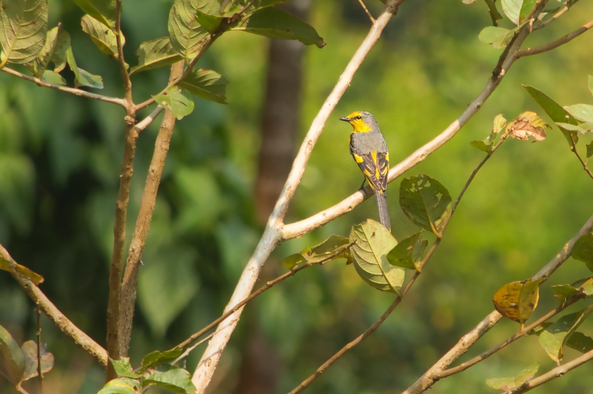 Turuncu Minivet - ML345090231