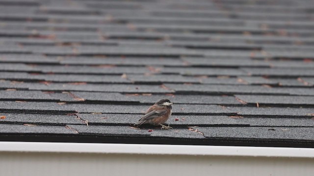 Chestnut-backed Chickadee - ML345090671