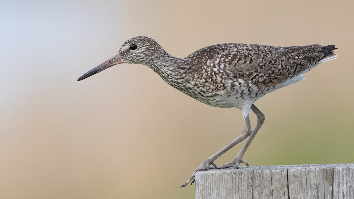 Willet (Eastern) - Sam Zhang