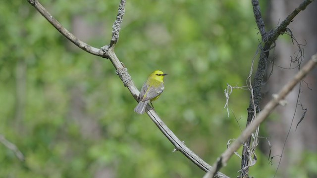 Blauflügel-Waldsänger - ML345091821