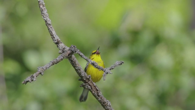 Blauflügel-Waldsänger - ML345091831