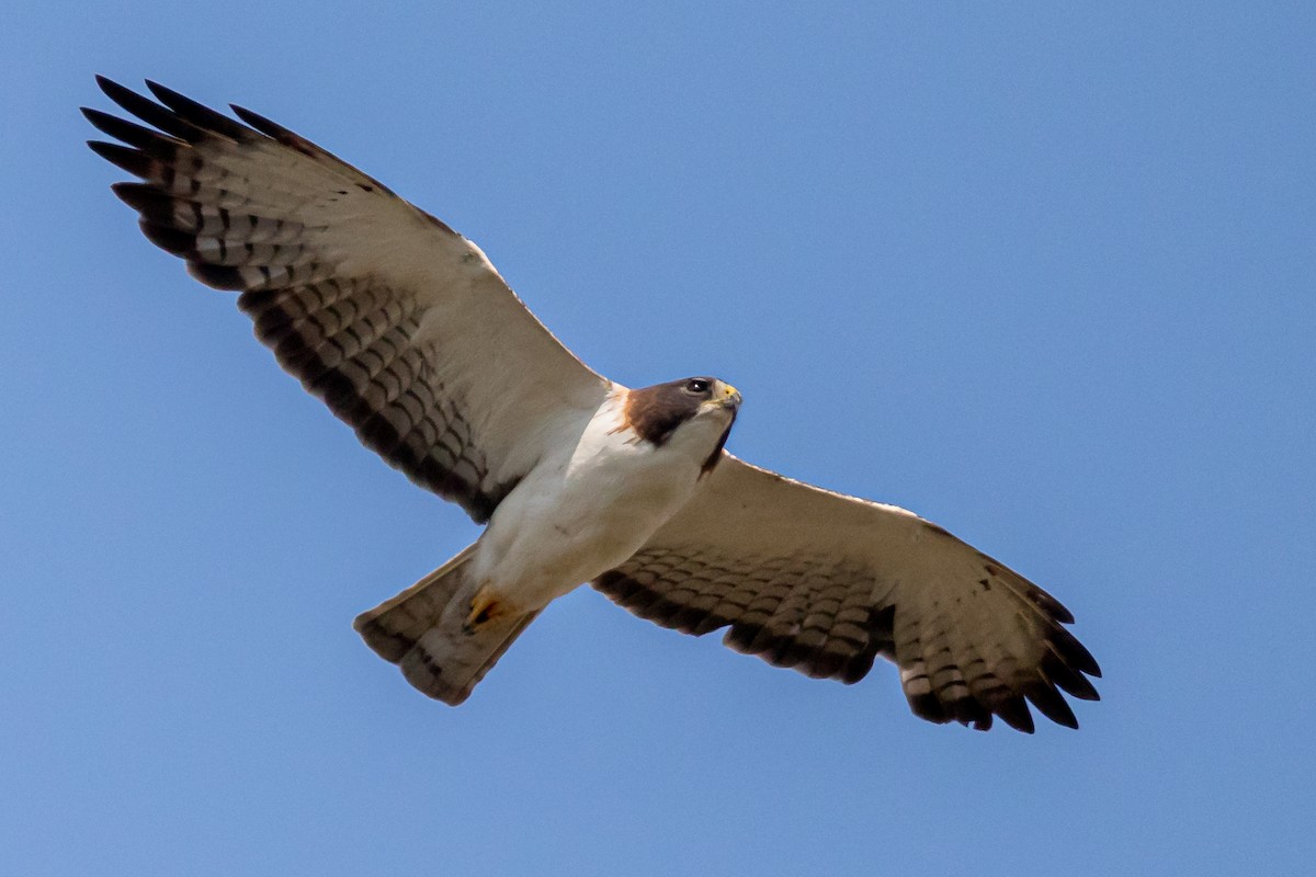 Short-tailed Hawk - ML345093781