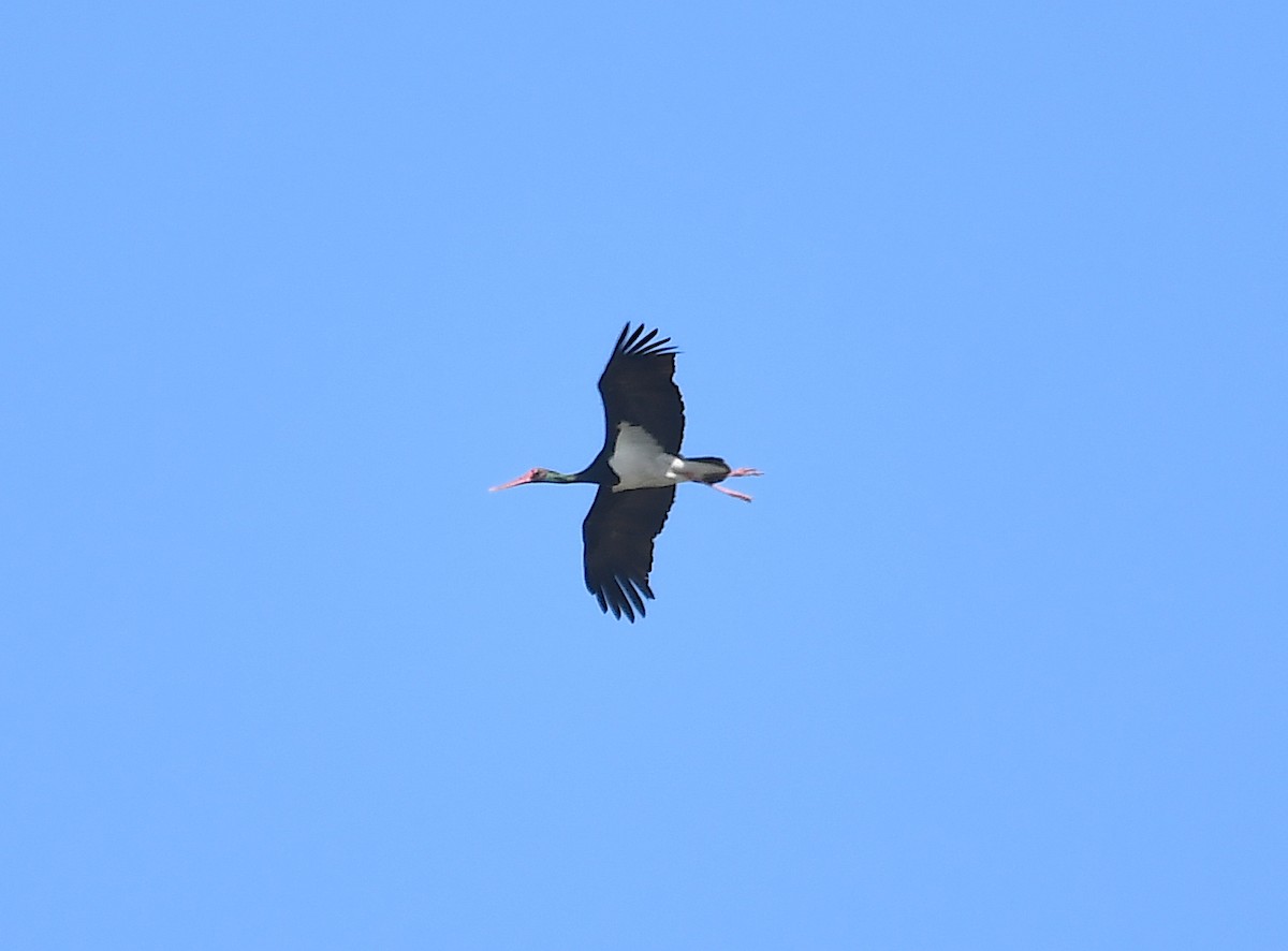 Black Stork - ML345094911
